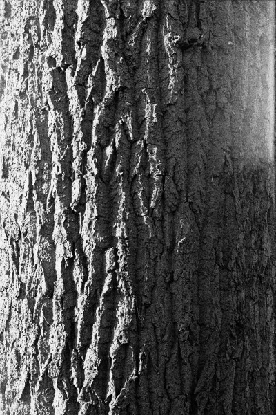 Strukturen, Holz, sw
